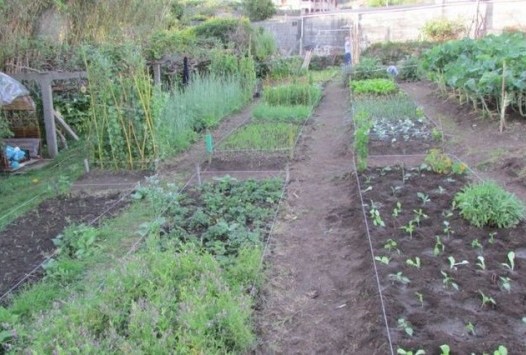 Quiero tener un huerto para producir alimentos saludables en el jardín, ¿por dónde empiezo?